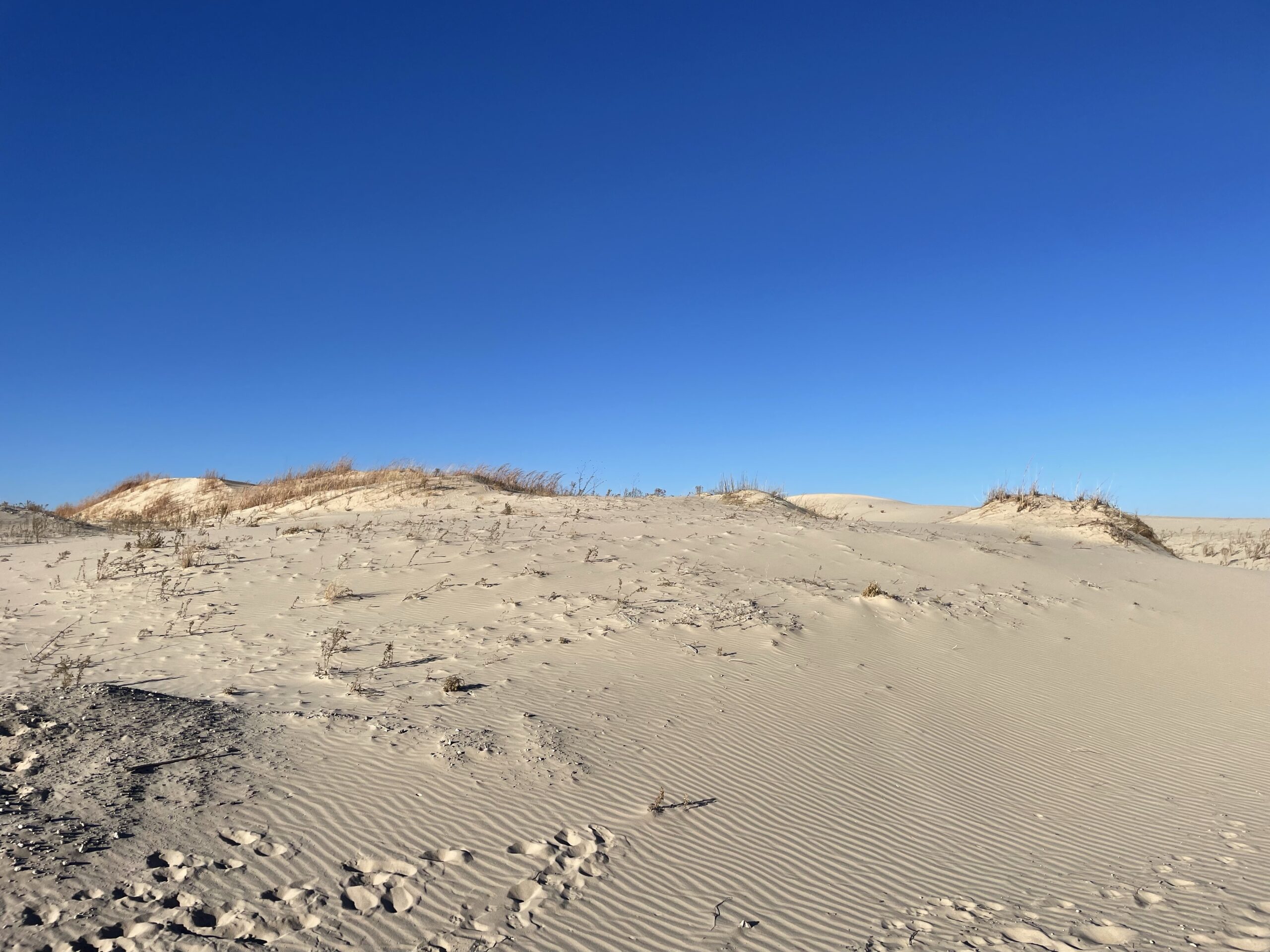 Monahans Sandhills State Park - Best Texas hiking & camping resource